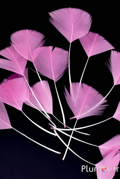 Pétales en plumes - 6-8 x 3-4 cm - rose ancien